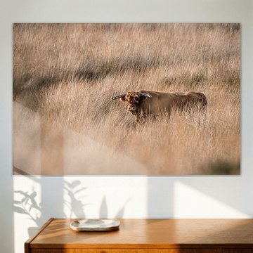 Highlander in Golden Field Tranquillity in Natural Shades