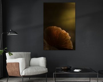 Porcelain fungus in the light by Erwin Stevens