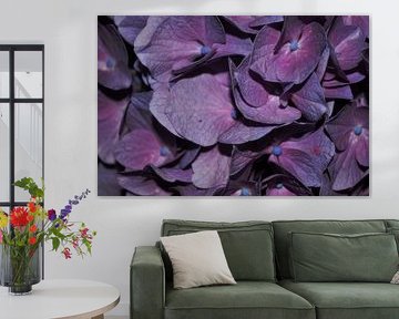 Violett-blaue Hortensie von sofie van den Nouland