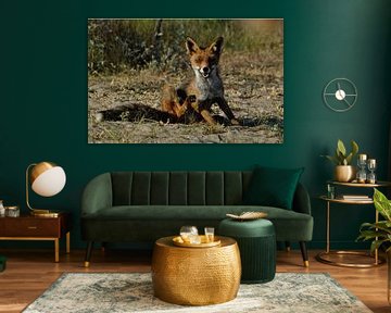 Fox by sofie van den Nouland