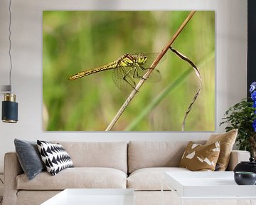 Große Heidelibelle von Matthias Brix