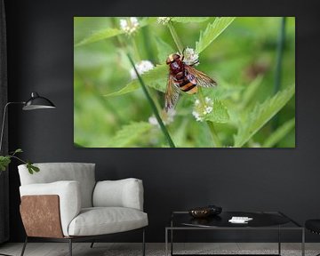 Hornissenschwebfliege