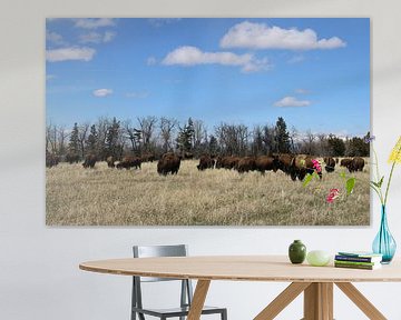 Amerikanischer Präriebison