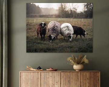 Schapen van Tobias Wartenberg