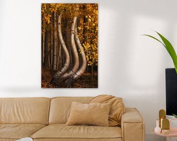 The dancing aspens II by Martin Podt