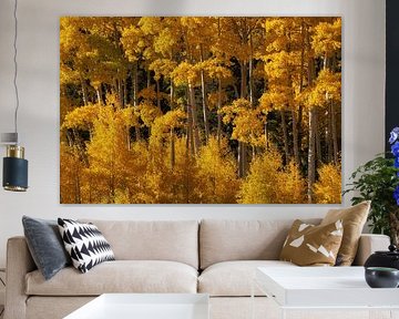 Gele asperges gloeien in de zon van Martin Podt