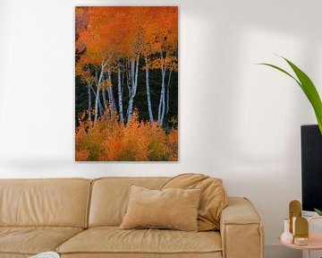 Aspens on fire by Martin Podt