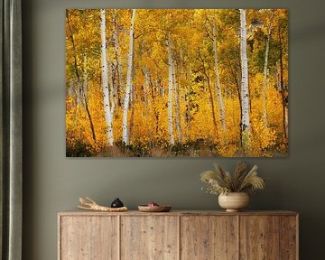 Pando Aspen Tree by Martin Podt