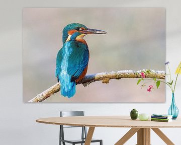 Eisvogel im ersten Winterlicht von Daniela Beyer