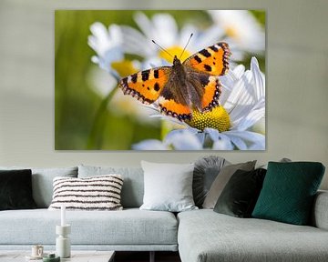 Petit renard (Aglais urticae) dans les marguerites sur Daniela Beyer