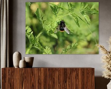 Sphinx du bourdon sur Matthias Brix