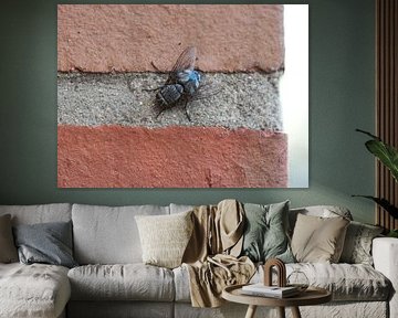 Blauwe bromvlieg van Matthias Brix