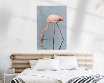 Pink flamingo (Phoenicopterus roseus)