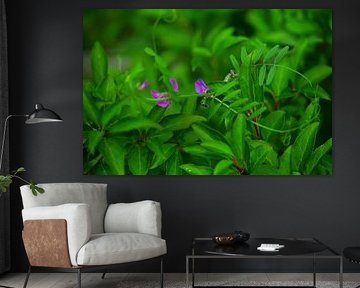 Wikke in close-up van Jurjen Melinga