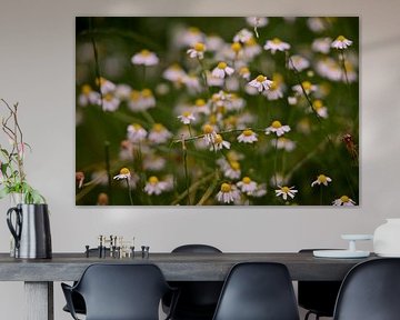 Chamomile close-up by Jurjen Melinga