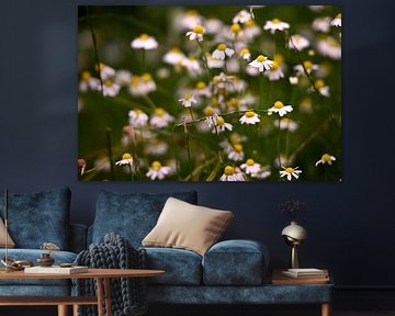 Kamille close-up van Jurjen Melinga