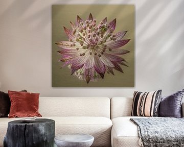 Ruhe und Einfachheit: ein altrosa Zeeland-Knoten von Marjolijn van den Berg