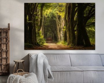 Fairytale forest with mysterious trees