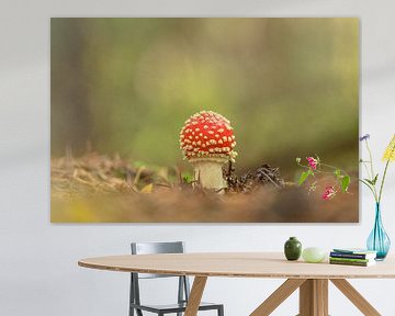 Agaric de la mouche sur Douwe Schut