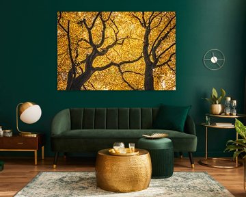 Speulderbos [Golden Autumn Afternoon IV] by rosstek ®