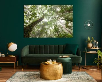 Mist in het tropisch regenwoud - Daintree National Park in Queensland, Australië. van Jiri Viehmann