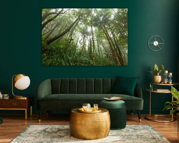 Brouillard dans la forêt tropicale - Parc national de Daintree dans le Queensland, Australie. sur Jiri Viehmann