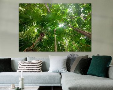 Palmier-éventail majestueux dans le parc national de Daintree, Queensland, Australie. sur Jiri Viehmann