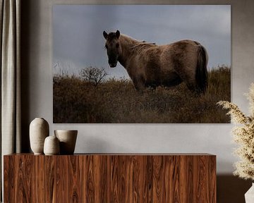 Dünenbewohner: das Konik-Pferd von Sebastian Stef