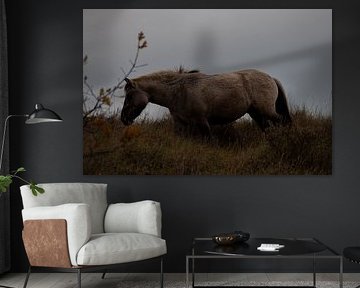 Dünenbewohner: das Konik-Pferd von Sebastian Stef