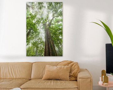 Un ficus géant au Mount Sorrow dans le parc national de Daintree, Queensland, Australie. sur Jiri Viehmann