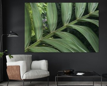 Gros plan sur des feuilles de palmier sur Minimalistic Travel Photography by.Rieneke
