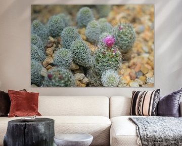 Cactus with Pink Flowers in Rocky Desert Garden