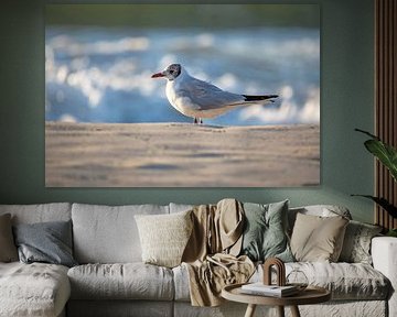 Fischland-Darß-Zingst: meeuw op het strand van t.ART