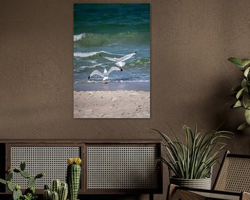 Fischland-Darß-Zingst: meeuwen op het strand van t.ART