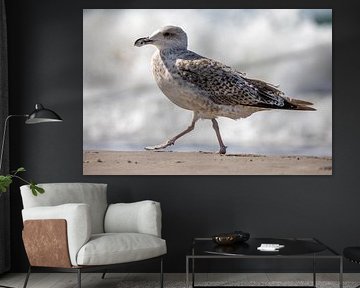 Fischland-Darß-Zingst: meeuw op het strand van t.ART