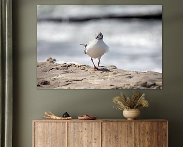 Fischland-Darß-Zingst: meeuw op het strand van t.ART