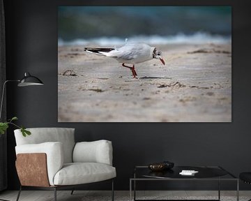 Fischland-Darß-Zingst: meeuw op het strand van t.ART