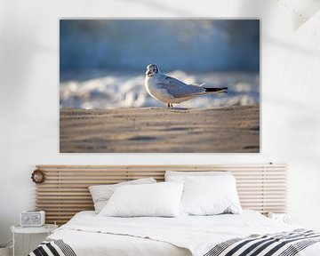 Fischland-Darß-Zingst: meeuw op het strand van t.ART