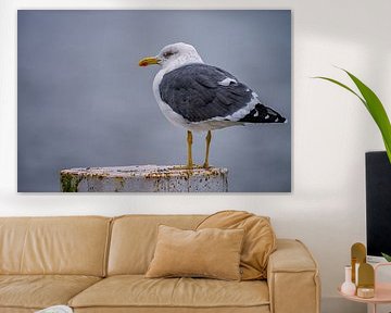 Yellow-legged gull on a mooring post on the quayside of Rotterdam by Leon Okkenburg