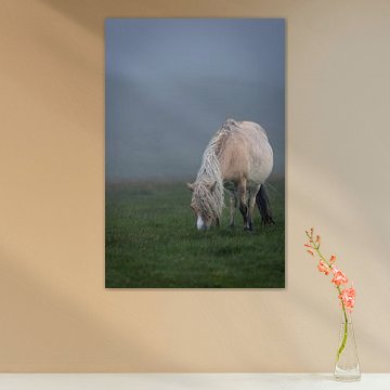 Dartmoor pony