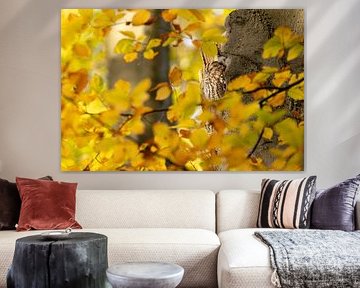 Bosuil slapend in herfstbeuk