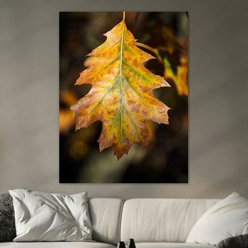 Gros plan sur une feuille d'automne aux couleurs chaudes
