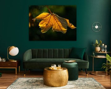 Autumn leaf in sunlight against dark background