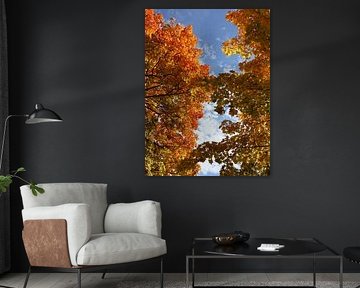 herfstbomen van Seli