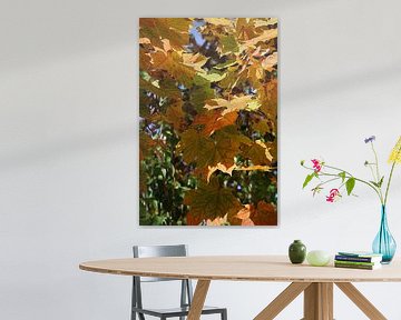 Close-up van herfstbladeren van Seli