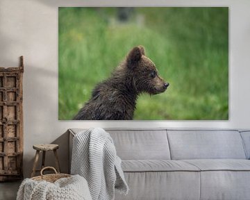 Young wild brown bear