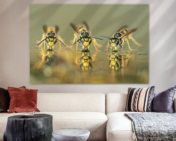 Drie drinkende wespen