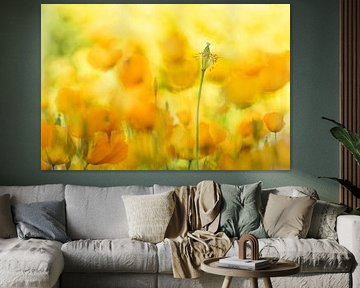 Brise d'été orange - Coquelicots sur Brigitte van Krimpen