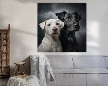 Portrait of two dogs