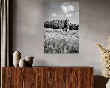 Douce vache de l'Allgäu avec vue sur le Grünten (noir et blanc) sur Leo Schindzielorz
